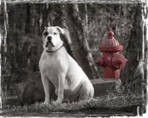 dog photography with hydrant 